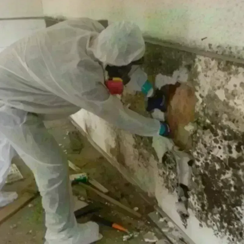 Mold Remediation and Removal in Santa Maria, CA